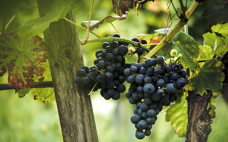 grapes, fruits, vineyard, autumn, harvest, HD wallpaper