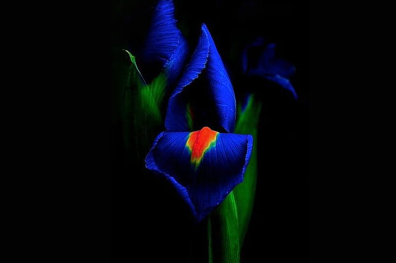 Blue Iris, Black, Red, Blue, Green, HD wallpaper
