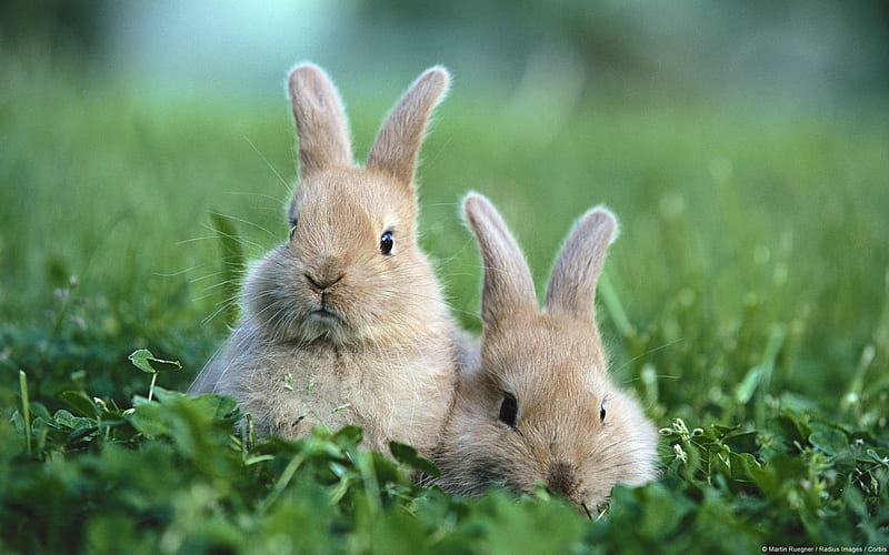 please MIMIBUNNY except these bunnies, cute, for, adorable, mimibunny, bunnies, HD wallpaper