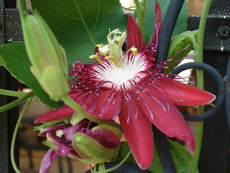 Passiflora 'Lady Margaret', gardens, flowers, blooms, exotic flowers, HD wallpaper