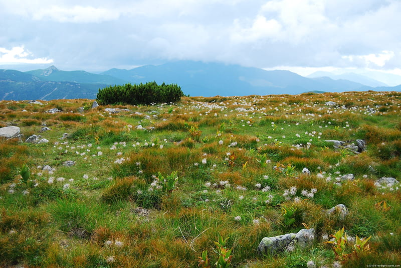 Wondrous Alpine Day, green, colors, beauty, clouds, sky, alpine, meadow, HD wallpaper