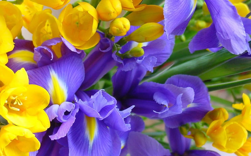 sias and irises, sia, bouquet, flower, summer, yellow, spring, blue, iris, HD wallpaper