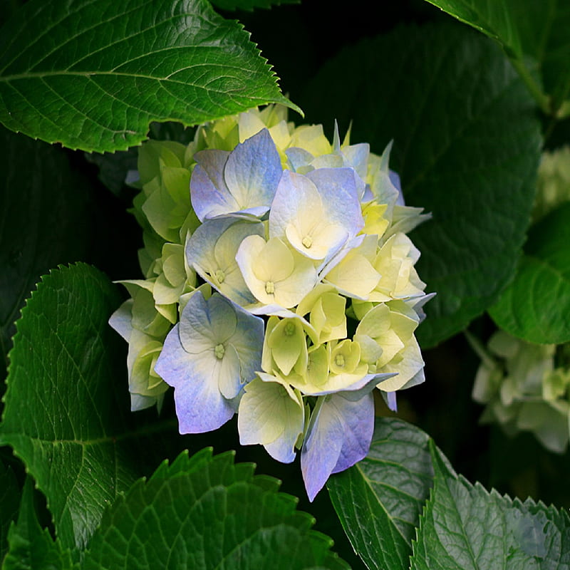 Hortensias, azul, flor, flores, verde, naturaleza, amarillo, Fondo de  pantalla de teléfono HD | Peakpx