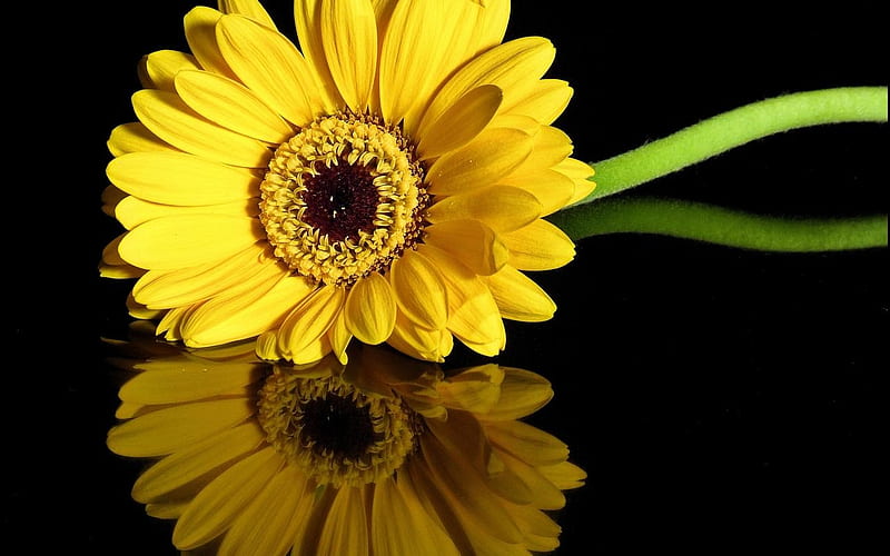 Gerbera, Yellow, Nature, Flower, Reflection, HD wallpaper