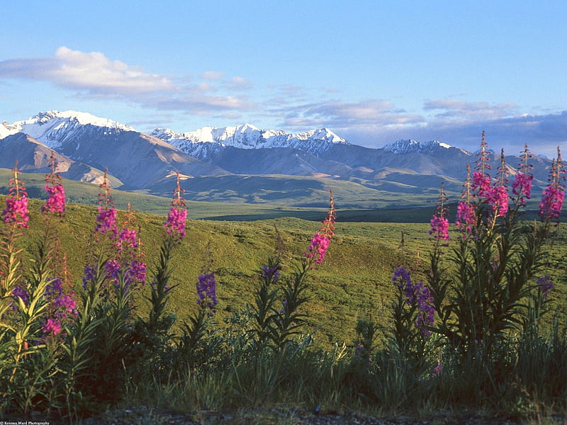 Alaska,Firewood and Larkspur Denali National Park, mountain, flowers, sky, grass, HD wallpaper