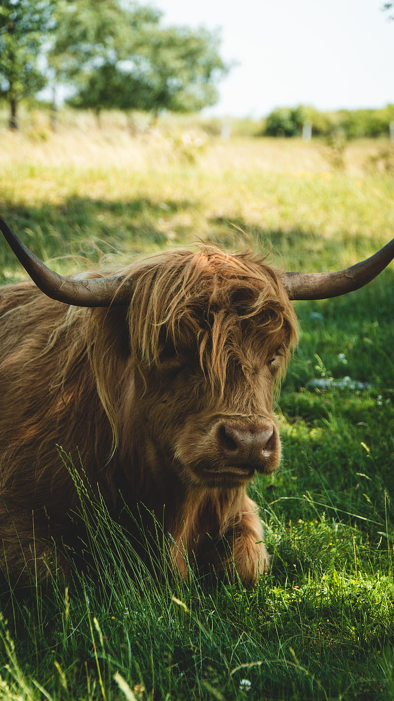 Not In The Highlands, animal, cow, highendhashtag, scotland, summer, HD phone wallpaper