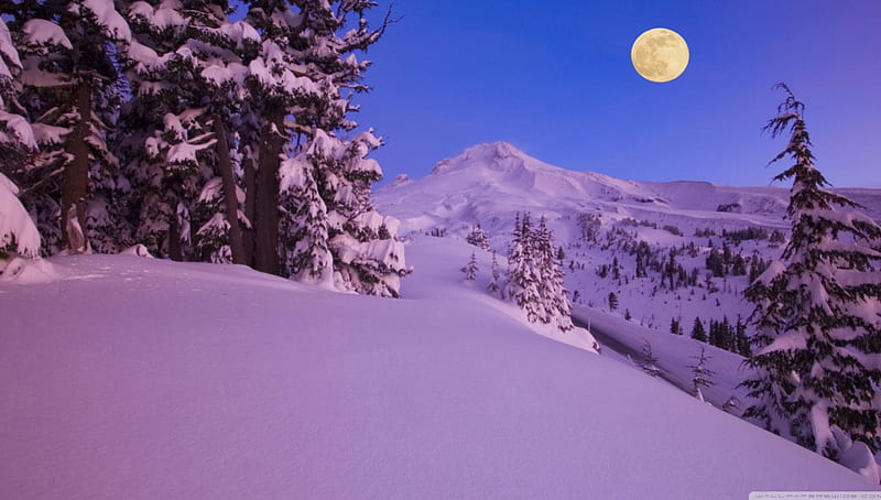 Mount Hood, forest, dawn, Oregon winter, tree, pine, mountains nature, evening, scene, landscape, HD wallpaper