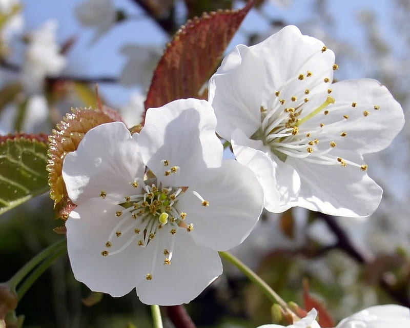 Flores blancas preciosas, flores, árbol, blanco, campo, Fondo de pantalla HD | Peakpx Flores blancas preciosas, flores, árbol, blanco, campo, Fondo de pantalla HD | Peakpx