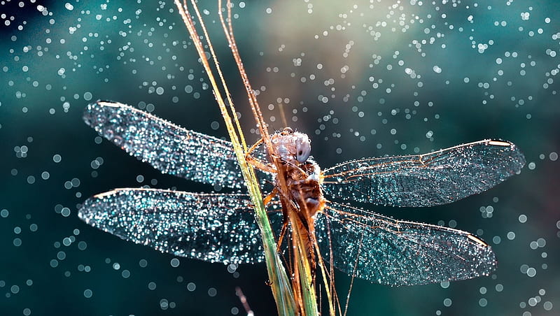 Dragonfly, water, mustafa ozturk, libelula, insect, rain, HD wallpaper