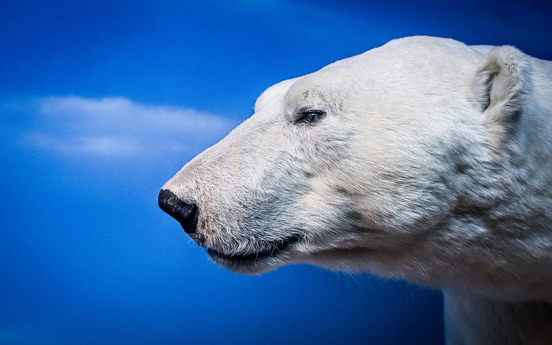 polar bear, blue background, predator, bears, Antarctica, wild animals, HD wallpaper