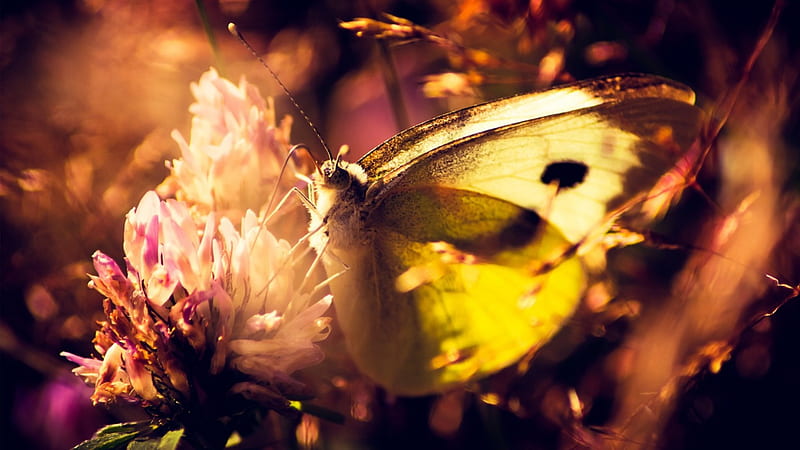 Butterfly Light, Butterflies, Sunlight, Lights, Flowers, Animals, HD ...