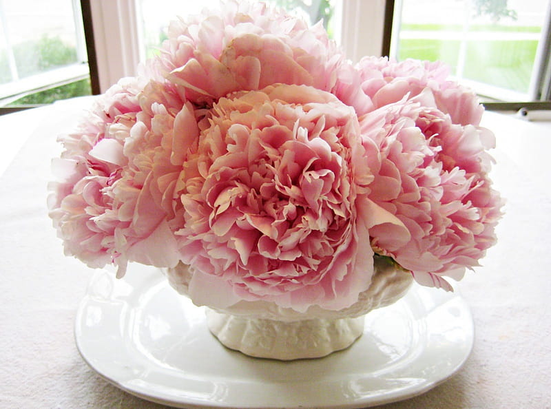 Peony Heaven!, wonderful, floral decor, soft pink, peonies, sweet, peony, innocent, inspi, love, siempre, arrangement, morning, tender, light, window, delicate, annie, bouquet, entertainment, precious, simple, fashion, white, HD wallpaper