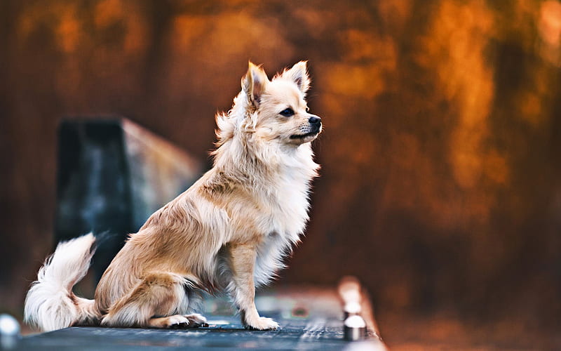 Chihuahua, autumn, dogs, fluffy chihuahua, bokeh, cute animals, pets, Chihuahua Dog, HD wallpaper