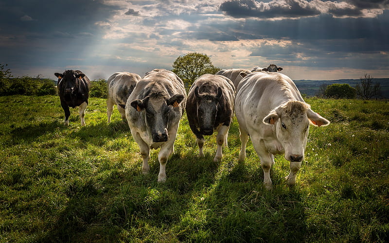 cows, evening, field, sunset, farm, Switzerland, white cow, HD wallpaper