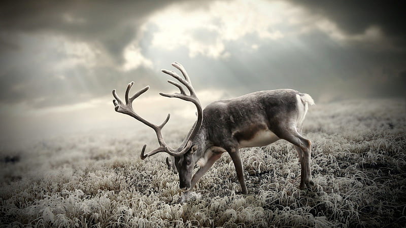 Reindeer Antlers, Reindeer, Deer, Antlers, Animals, HD wallpaper