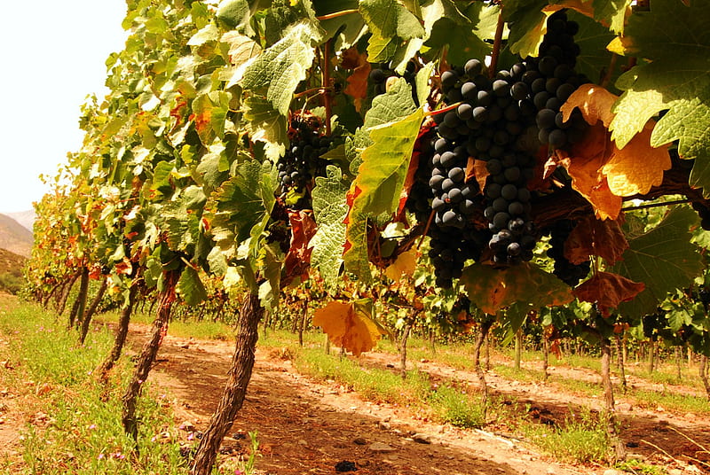 Sunshine in de Martino Vineyard, Chile, grapes, grapevine, red, plants, HD wallpaper