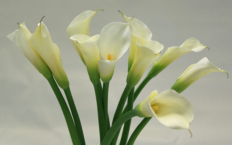 Calas blancas, flores, naturaleza, calas, blancas, Fondo de pantalla HD |  Peakpx