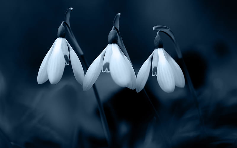 snowdrops, night, black background, spring flowers, background with snowdrops, HD wallpaper