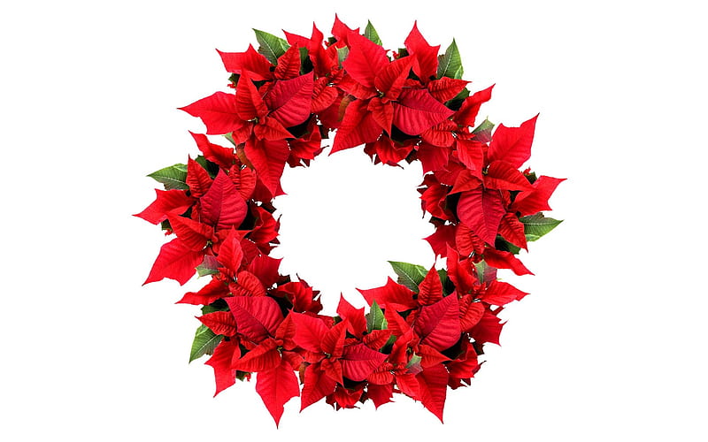 - Christmas Wreath- Christmas Poinsettia Wreath, HD wallpaper