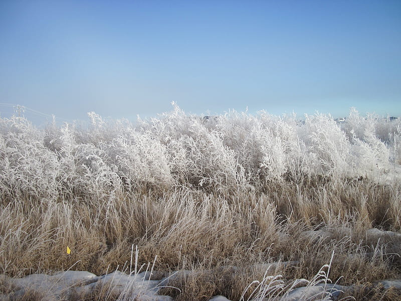 Frosty field on minus 12 degrees, graphy, snow, white, sky, field, blue, frost, HD wallpaper