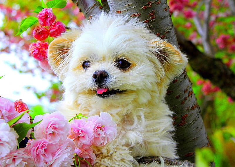 SPRING PUPPY, flowers, garden, spring, puppy, dog, HD wallpaper