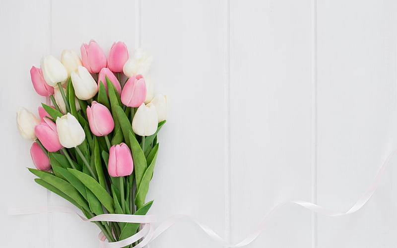 white-pink bouquet, pink tulips, white tulips, spring, tulips on a white background, beautiful flowers, tulips, HD wallpaper