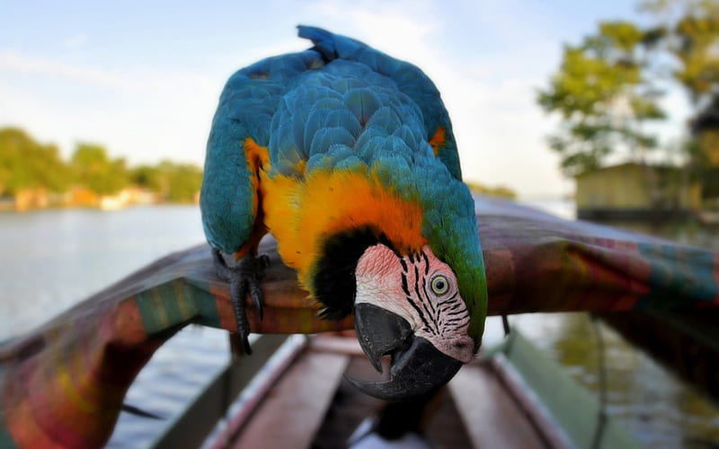 Macaw, feather, yellow, parrot, blue, ara, HD wallpaper