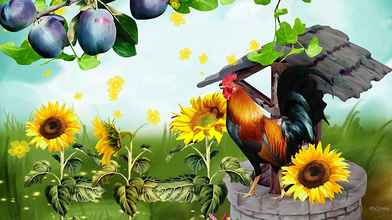 Rooster and Sunflowers, rooster, fall, autumn, chicken, well, fruit, sunflowers, summer, flowers, plums, HD wallpaper