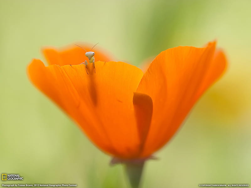 Mantis and Flower-National Geographic graphy, HD wallpaper | Peakpx
