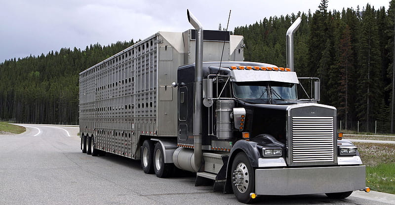 cattle truck, trailer, rig, truck, cattle, HD wallpaper