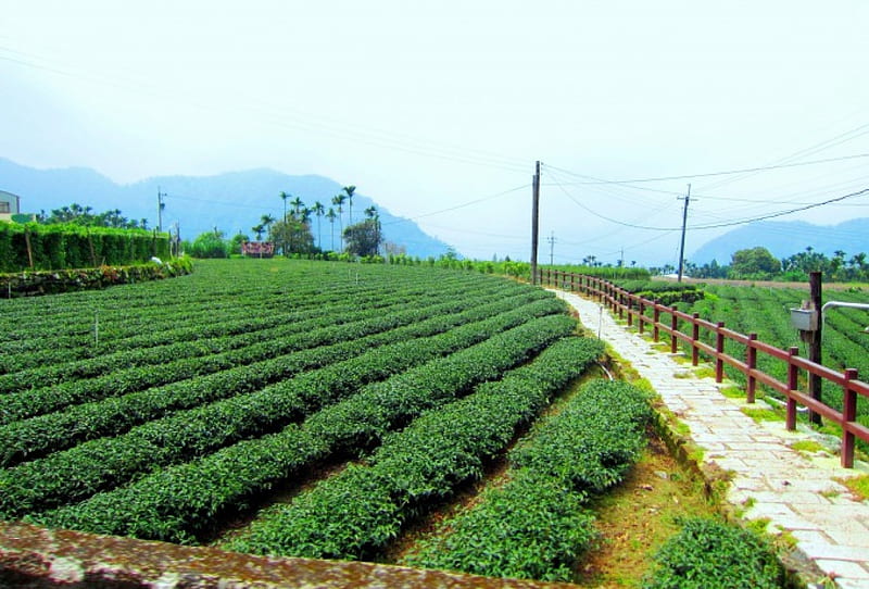 Tea plantations, wood railing, mountain, fields, HD wallpaper