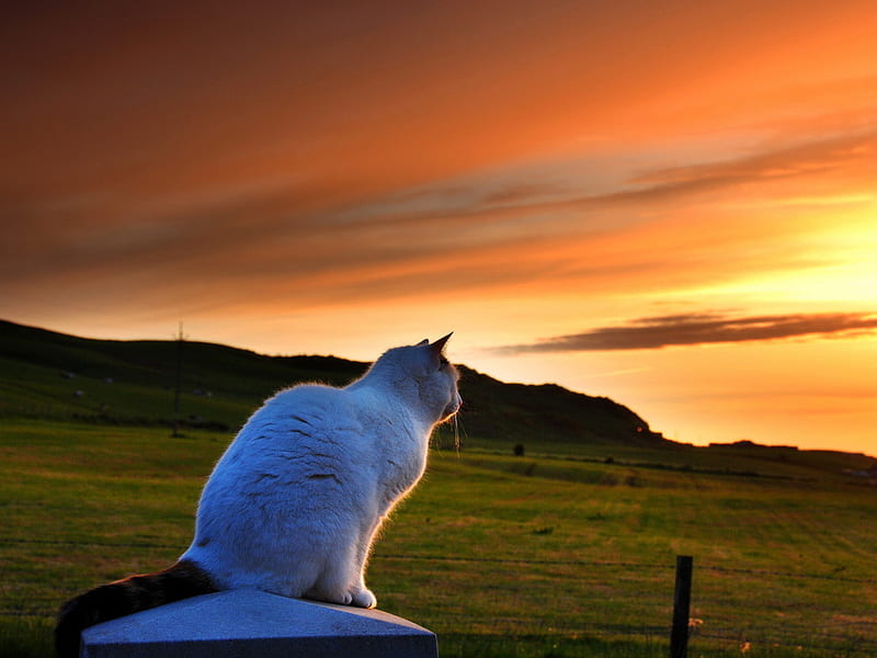 Kitten looking the sunset, feline, grass, sunset, cat, sky, kitten, sweet, HD wallpaper