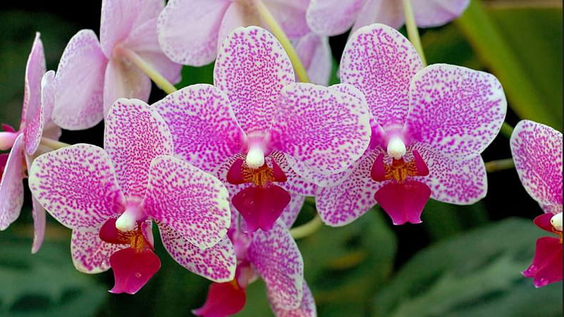 Pink Orchid Flowers Beautiful, HD wallpaper