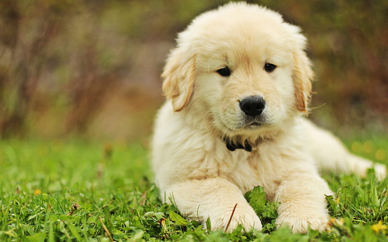 Golden Retriever, puppy, bokeh, green grass, R, dogs, pets, labrador, Golden Retriever Dog, HD wallpaper