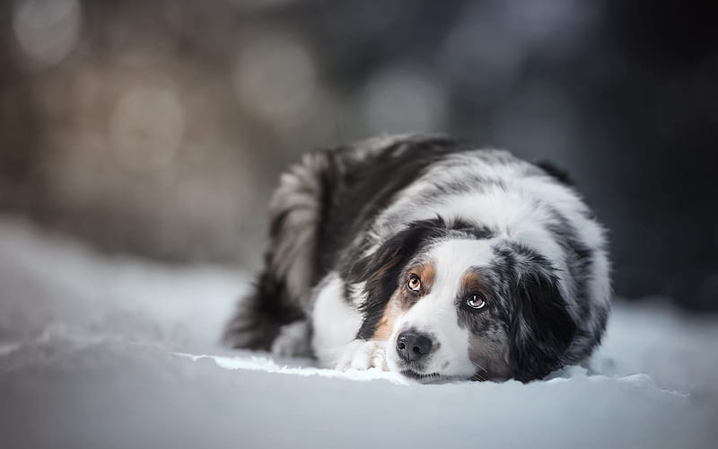 Australian Shepherd, winter, snow, white gray dog, pets, cute animals, HD wallpaper