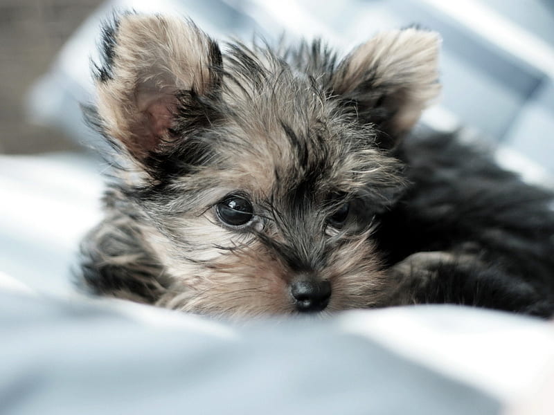 Cute puppy, cute, friend, loyal, puppy, dog, animal, HD wallpaper