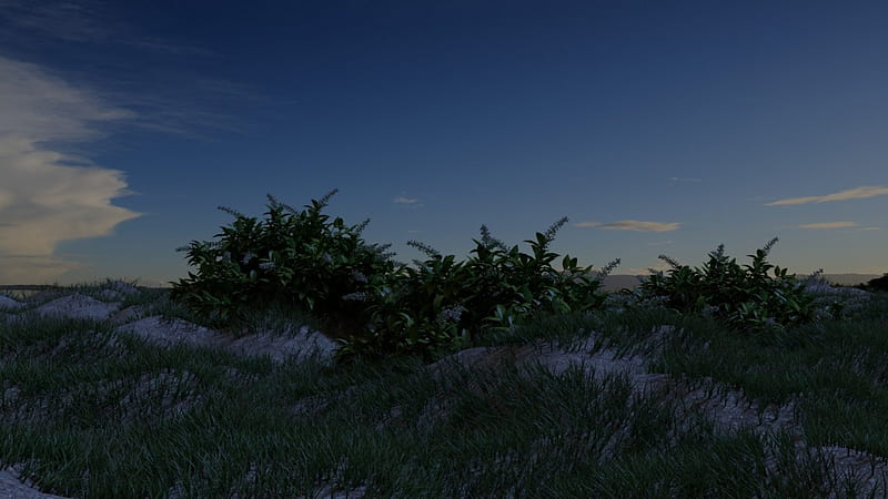Three Pepper Plants in the Morning Sun, sfrederick2, pepper, nature, grassy field, field, HD wallpaper