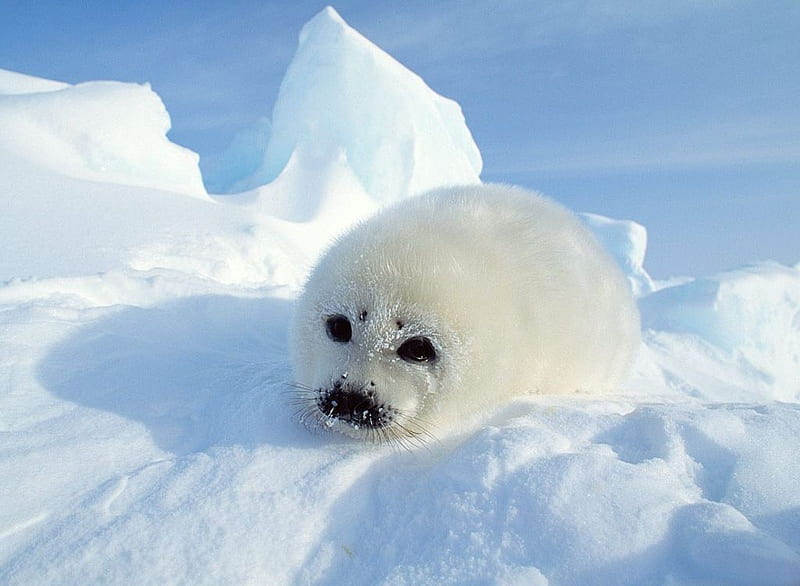 White Seal, cute, seal, white, HD wallpaper