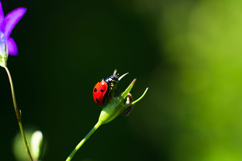 ladybug, insect, red, macro, closeup, HD wallpaper