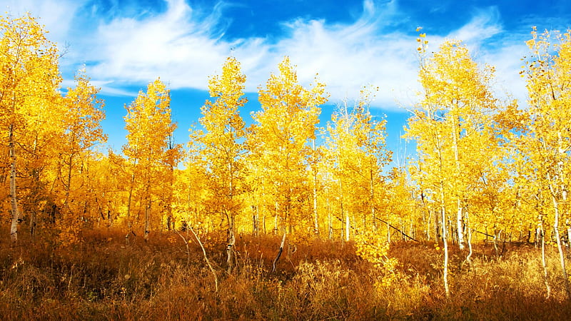Aspen Grove, Uinta National Forest, Utah, sky, trees, autumn, colors, clouds, landscape, HD wallpaper