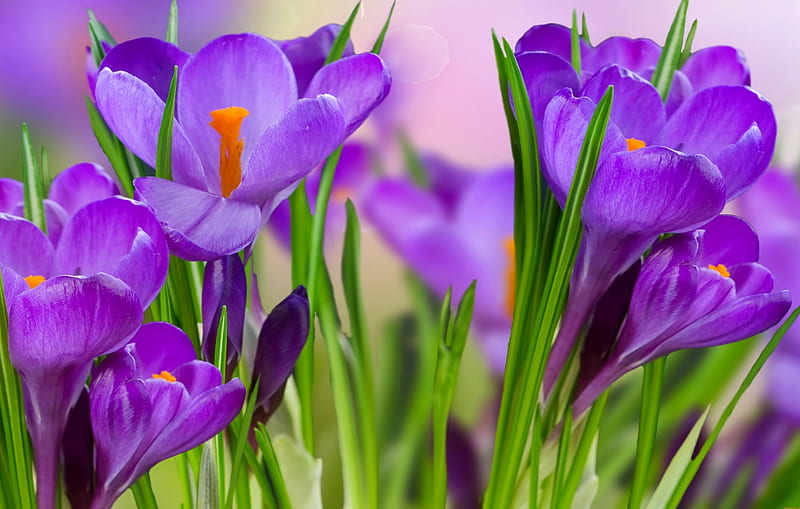 Spring flowers, pretty, crocus, lovely, grass, bonito, spring, delicate ...