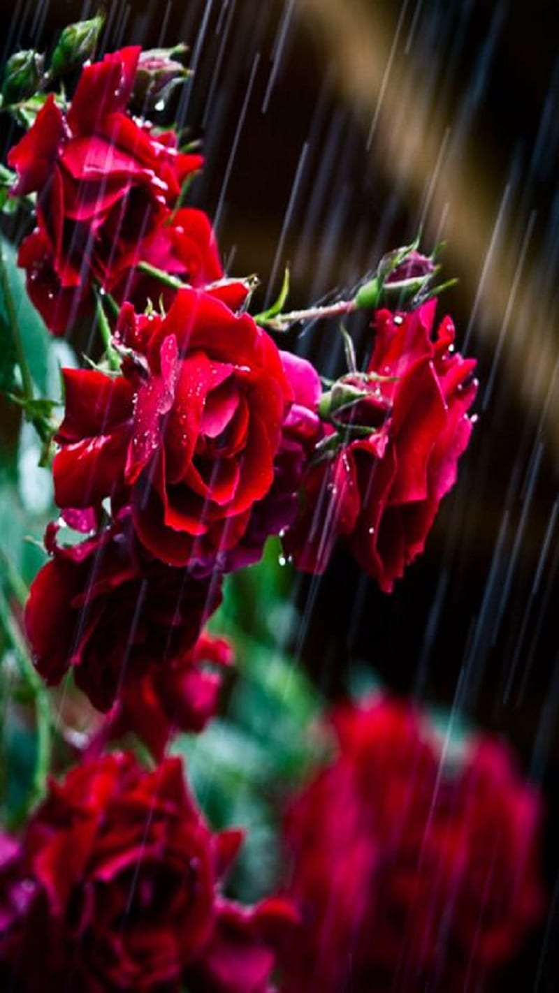 Roses, flowers, rain, HD phone wallpaper