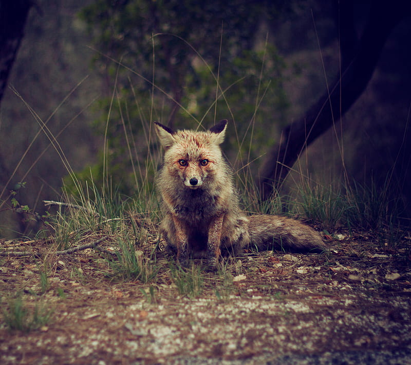 Sad Fox, forest, HD wallpaper