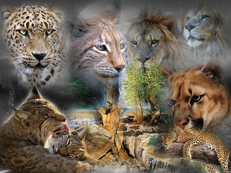 Collage de grandes felinos, leopardo, puma, creativas, leones, salvajes,  naturaleza, Fondo de pantalla HD | Peakpx