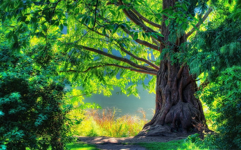 beautiful tree-beautiful natural landscape, HD wallpaper