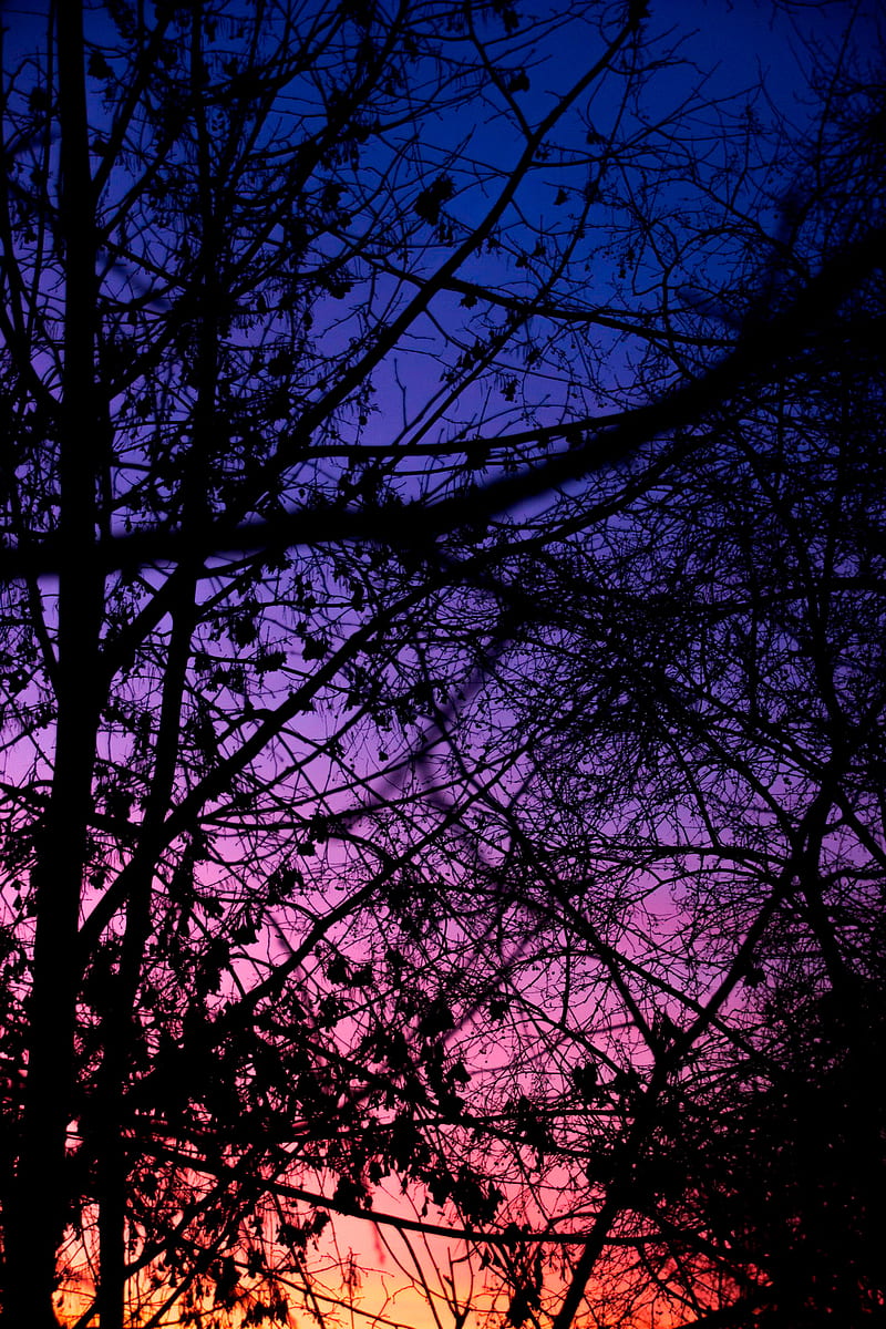 trees, twigs, dark, plants, blue, purple, outdoors, sunlight, HD phone wallpaper