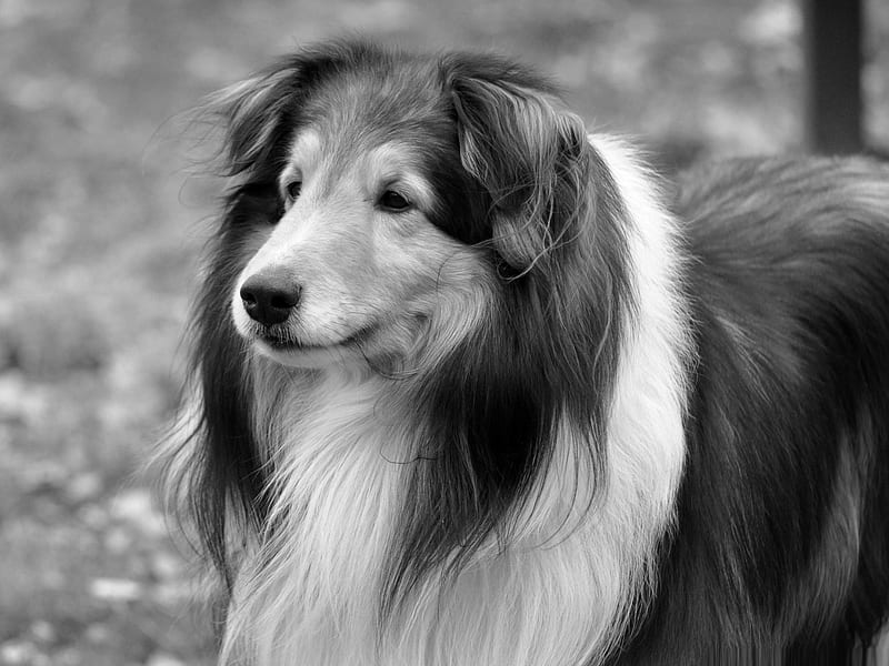 lassie dog-dog animal, HD wallpaper