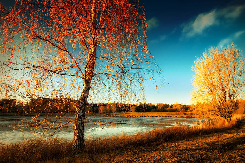 Earth, Landscape, Birch, Fall, Lake, Nature, HD wallpaper