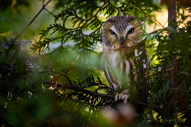 Birds, Owl, Boreal Owl, HD wallpaper