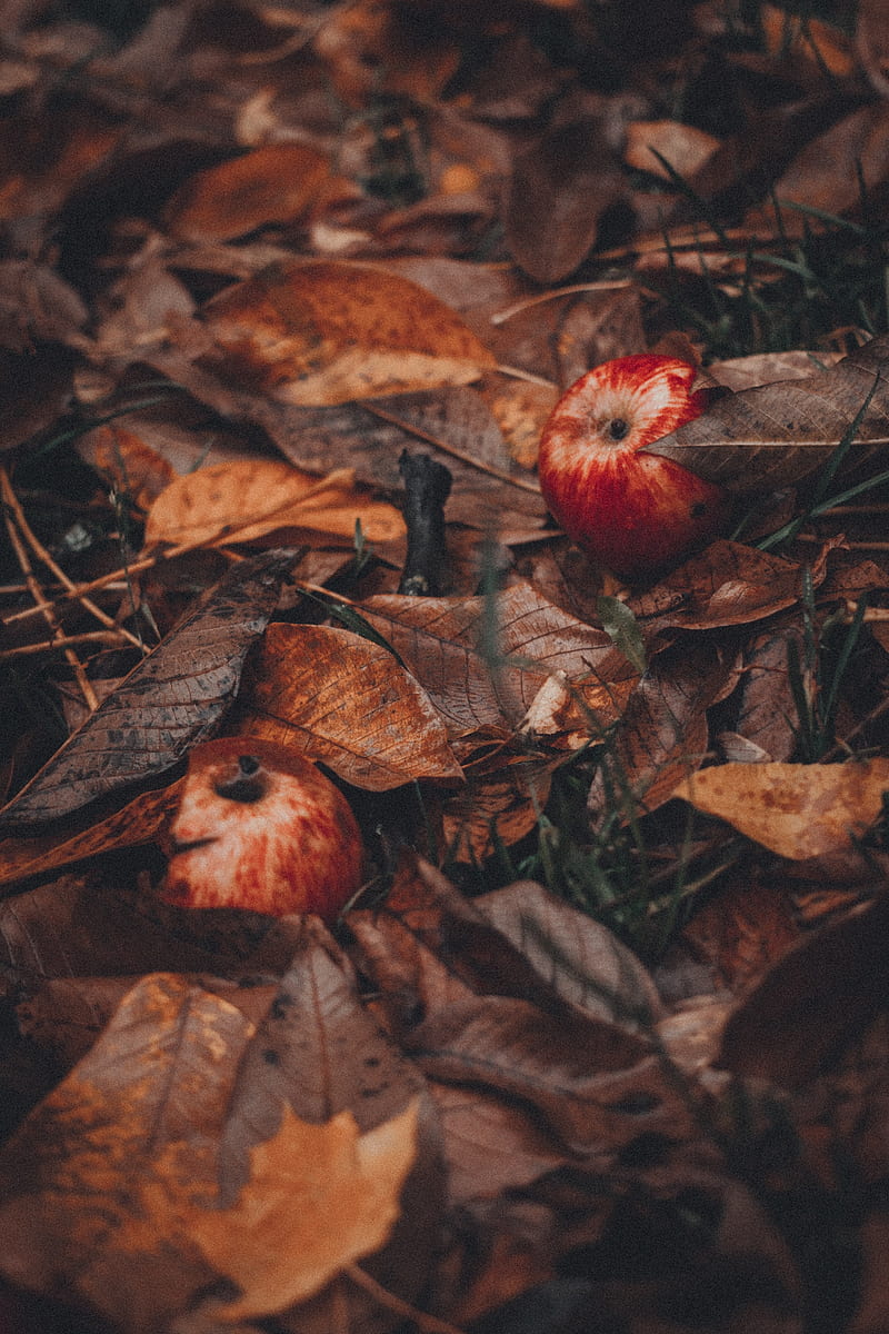apples, leaves, grass, autumn, harvest, HD phone wallpaper